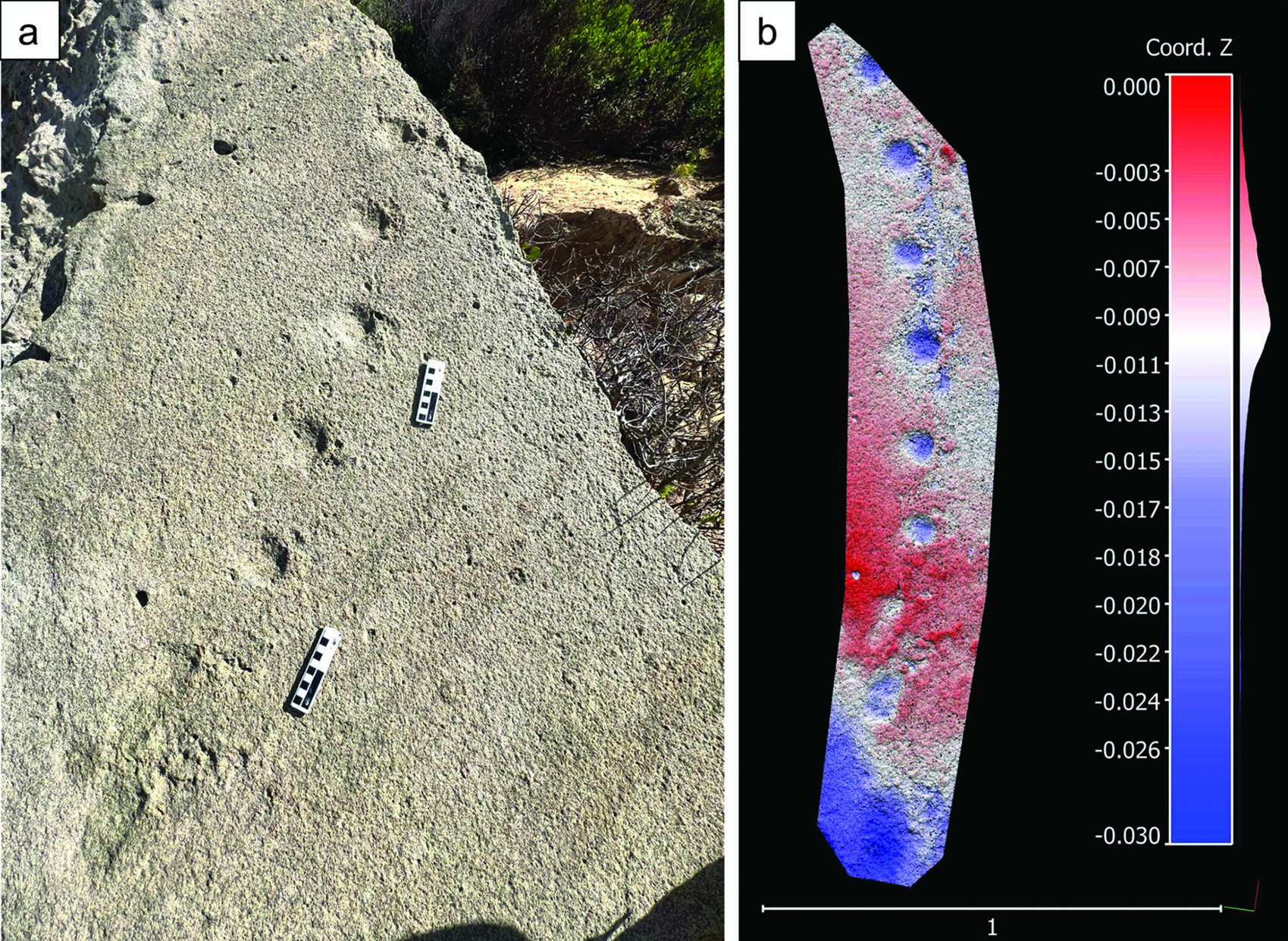 (a) The purported pangolin trackway; scale bars = 10 cm. (b) Photogrammetry colour mesh of the trackway; vertical and horizontal scales are in metres. (a) The purported pangolin trackway; scale bars = 10 cm. (b) Photogrammetry colour mesh of the trackway; vertical and horizontal scales are in metres.