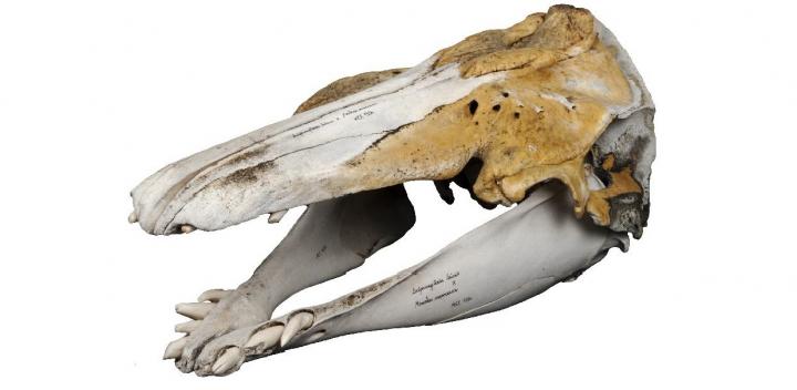 Skull of a Narluga, a beluga-narwhal hybrid. Skull of a Narluga, a beluga-narwhal hybrid.