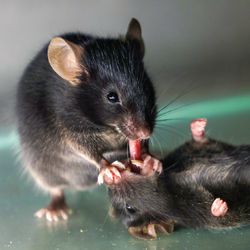 A mouse pulls the tongue of an unconscious cage mate, which could open the animal’s airway.