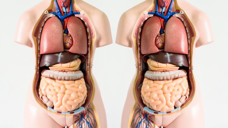 Anatomy human body model on white background, copied and reflected