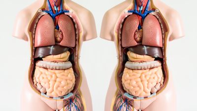 Anatomy human body model on white background, copied and reflected