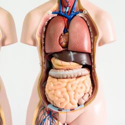 Anatomy human body model on white background, copied and reflected