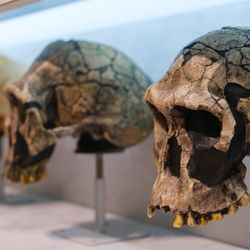 Skulls belonging to ancient human species