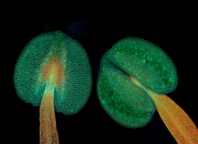 Anthers of thale cress (Arabidopsis thaliana)