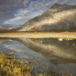 Covering 78,000 square kilometers (30,100 square miles) of rolling tundra and wetlands in Alaska's North Slope region, the Arctic National Wildlife Refuge is a haven for an extraordinary variety of American wildlife,