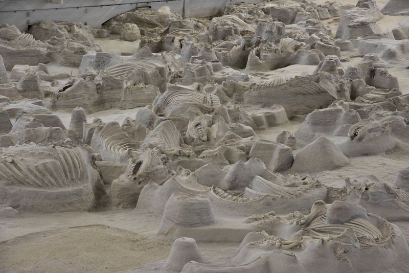 The photo shows the skeletal remains of dozens of prehistoric rhinos excavated from the ground. The rhinos died together and their remains can be seen above the floor level, as the surrounding context has been removed.