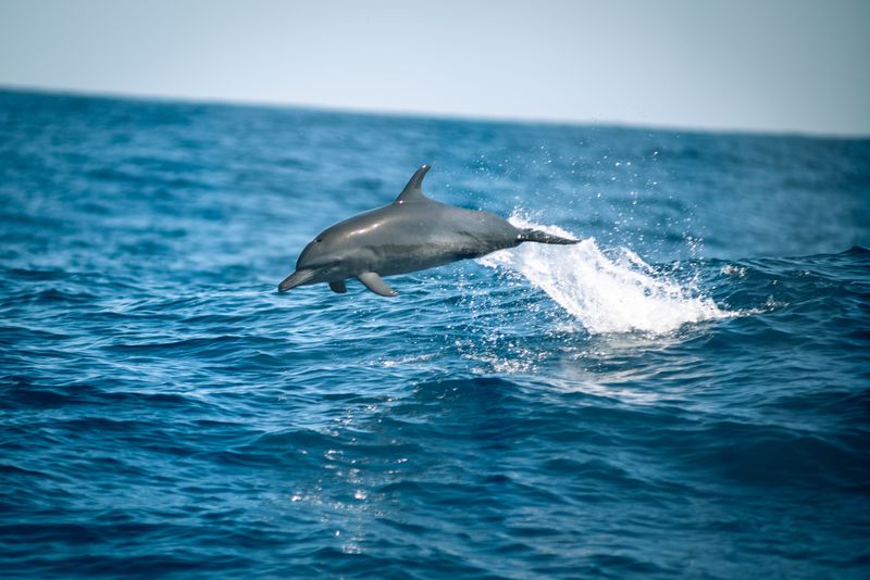 The Atlantic spotted dolphin (Stenella frontalis) is a dolphin found in warm temperate and tropical waters of – you guessed it – the Atlantic Ocean. 