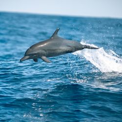 The Atlantic spotted dolphin (Stenella frontalis) is a dolphin found in warm temperate and tropical waters of – you guessed it – the Atlantic Ocean. 