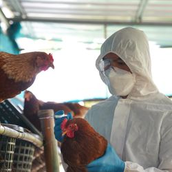 A man in a full body plastic hazard suit wearing a white face mask and blue gloves is holding a chicken and examining another that is standing at eye level on a suspended basket. 