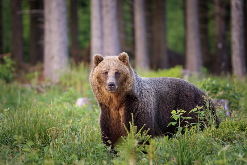 photograph of a large brown bear walking through the grass near a forested area