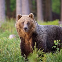 photograph of a large brown bear walking through the grass near a forested area
