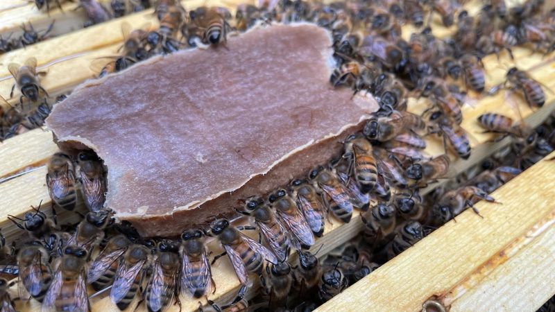 a group of honey bees eating a bar of pollen-replacing food