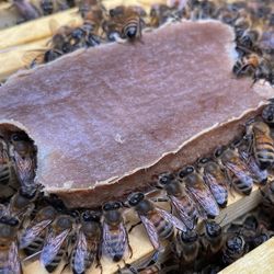 a group of honey bees eating a bar of pollen-replacing food