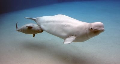 beluga whale mother with young calf