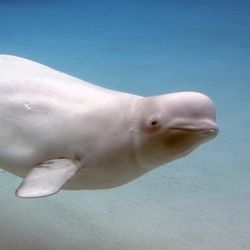 beluga whale mother with young calf