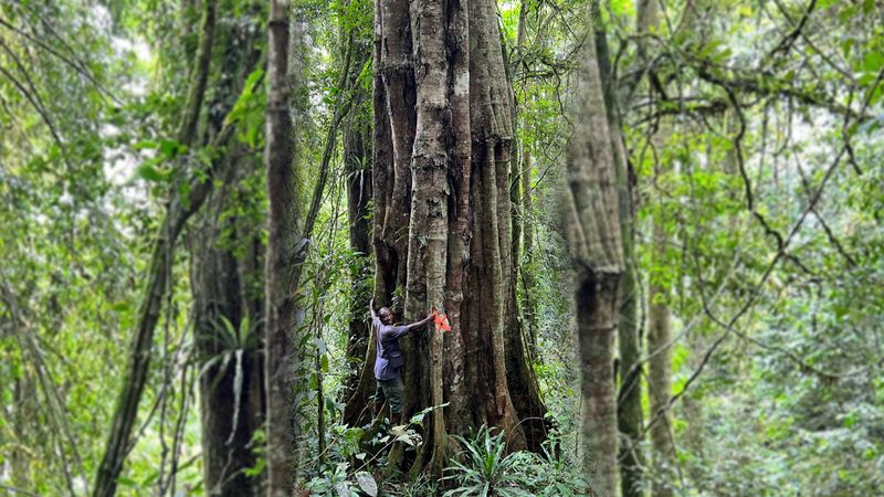 man holding on to a big tree