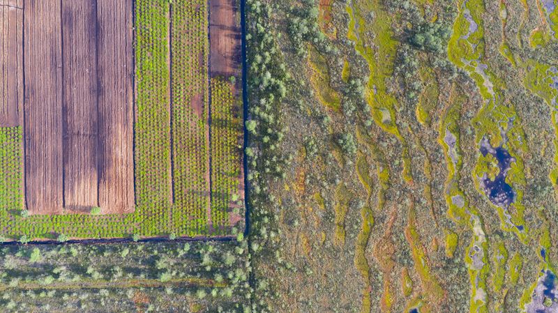 An aerial photo looking directly down on a landscape showing the remaining areas of a natural bog next to a cultivated area lacking diversity after peat exploitation. 