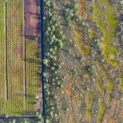 An aerial photo looking directly down on a landscape showing the remaining areas of a natural bog next to a cultivated area lacking diversity after peat exploitation. 
