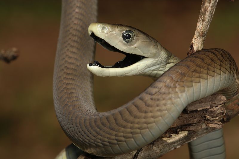 black mamba, a greyish-brown snake, wrapped round a tree branch. It's head is facing to the left and it's mouth is open to reveal the black interior.