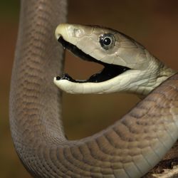 black mamba, a greyish-brown snake, wrapped round a tree branch. It's head is facing to the left and it's mouth is open to reveal the black interior.