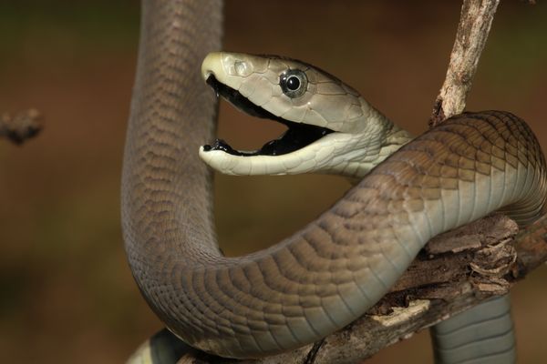 black mamba, a greyish-brown snake, wrapped round a tree branch. It's head is facing to the left and it's mouth is open to reveal the black interior.