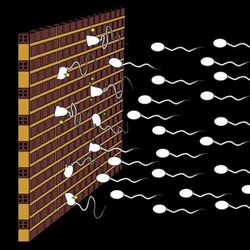 illustration of white sperm cells hitting a brick wall on a black background, representing barrier contraception