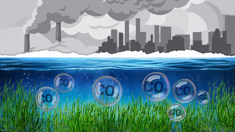 An image of sea grass under the ocean with bubbles coming up that say 'CO2' in them. Above the ocean is a greey, smog-filled image of industiral buildings