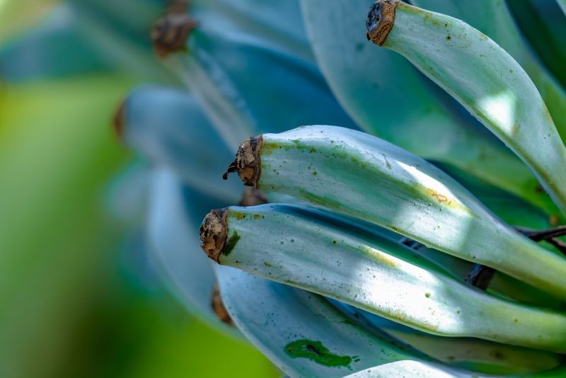 Blue java bananas bunch.
