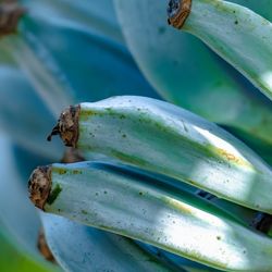 Blue java bananas bunch.
