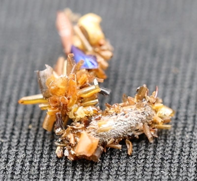 Two bone collector caterpillars in captivity sporting pieces of the insects they have eaten.
