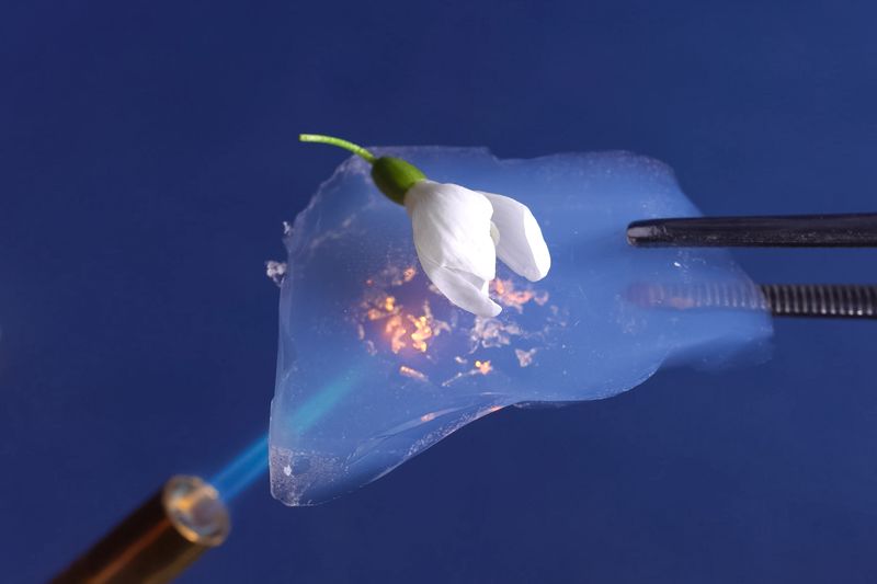 flower sitting on a transparent aerogel that is being held using tweezers over a blowtorch flame; the flower is undamaged by the flame because it is protected by the aerogel