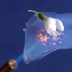 flower sitting on a transparent aerogel that is being held using tweezers over a blowtorch flame; the flower is undamaged by the flame because it is protected by the aerogel