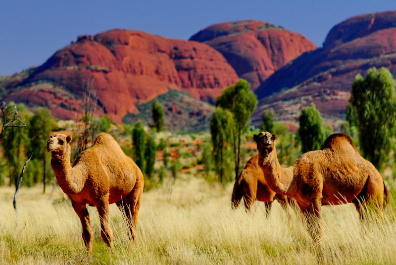 Camels in Australia infront of Uluru