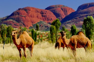 Camels in Australia infront of Uluru
