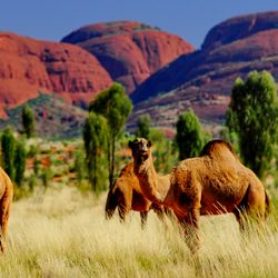 Camels in Australia infront of Uluru