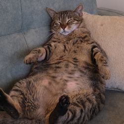 fat brown tabby cat on the sofa