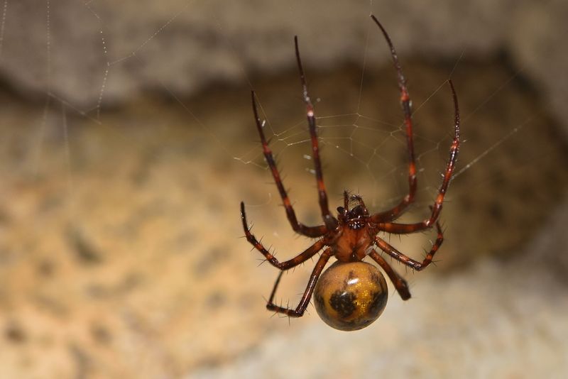 Cave Spider in a cave.