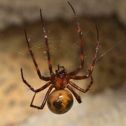 Cave Spider in a cave.