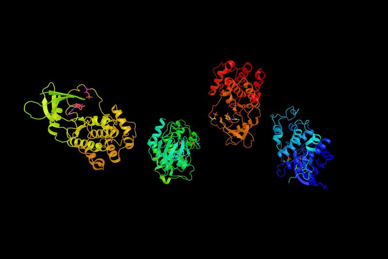 CDK7 protein structure