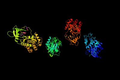 CDK7 protein structure