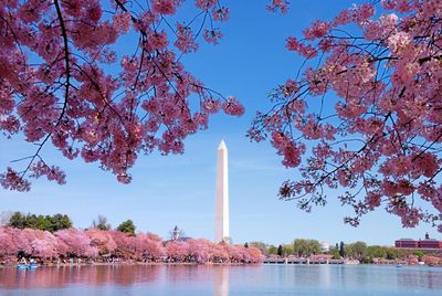 Cherry blossom decorates the capital in springtime with the Washington Monument in the background. 