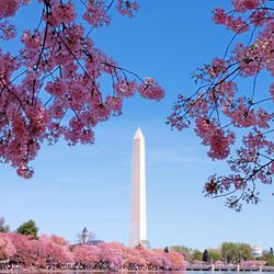 Cherry blossom decorates the capital in springtime with the Washington Monument in the background. 