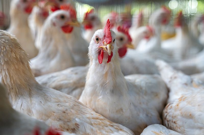 close up of a white broiler chicken