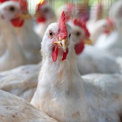 close up of a white broiler chicken