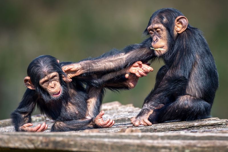 two young chimpanzees poking each other