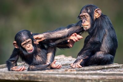 two young chimpanzees poking each other