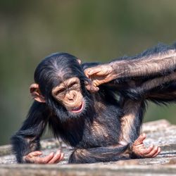 two young chimpanzees poking each other