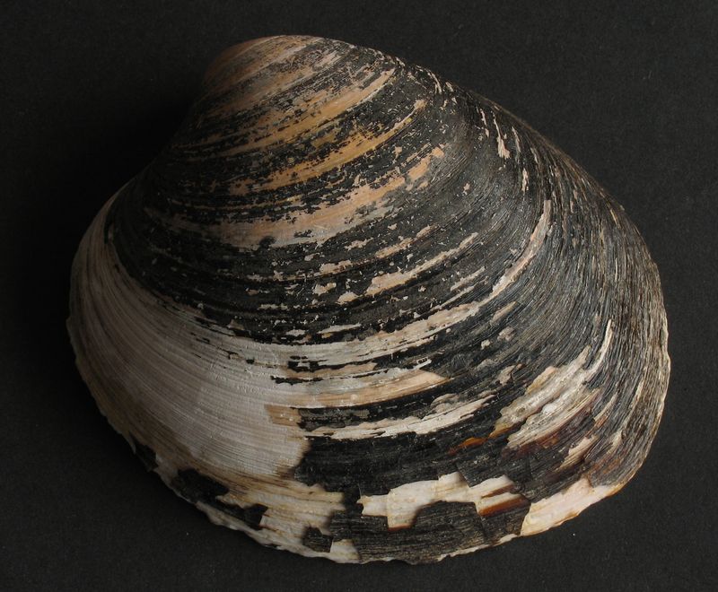 An example of ocean quahog (A. islandia) caught in Wales, UK.