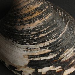 An example of ocean quahog (A. islandia) caught in Wales, UK.