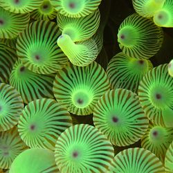 Close-up photograph of green glowing Bubble-tip Anemone Entacmaea quadricolor